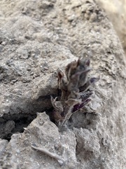 Aphyllon cooperi