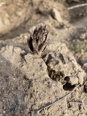 Aphyllon cooperi