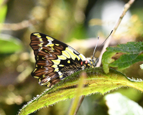Leodonta zenobia