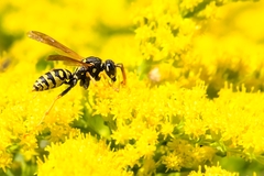 Polistes dominula