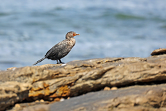 Microcarbo coronatus