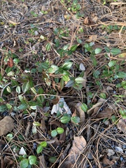 Trachelospermum asiaticum