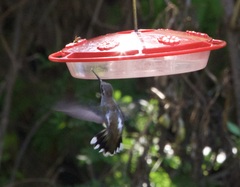 Heliomaster constantii