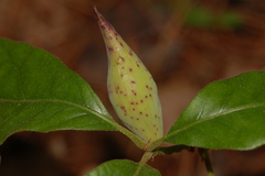 Amphibolips acuminata