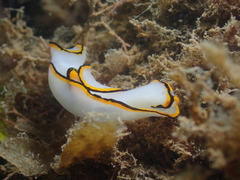 Chelidonura pallida