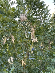 Fabaceae