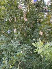 Fabaceae