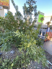 Fabaceae