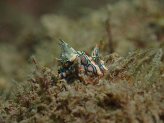 Sagaminopteron psychedelicum