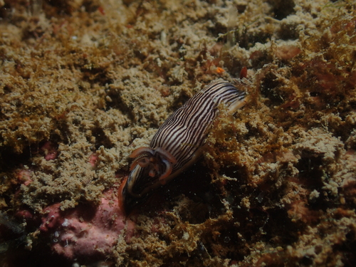 Chromodoris burni observed 2019-10-20