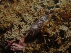 Chromodoris burni