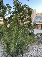 Fabaceae