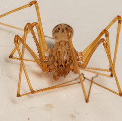 Scytodes univittata
