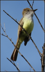 Myiarchus tyrannulus