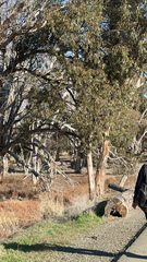 Eucalyptus camaldulensis