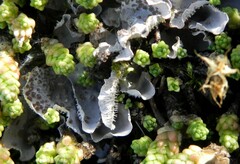 Peltigera extenuata