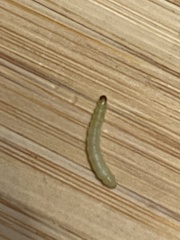 Amyelois transitella