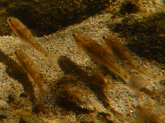 Catostomus tahoensis
