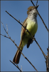 Myiarchus tyrannulus