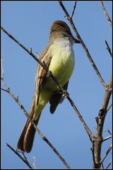 Myiarchus tyrannulus