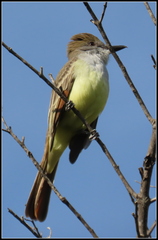 Myiarchus tyrannulus