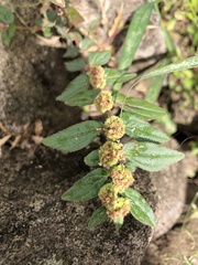 Euphorbia hirta image