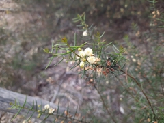 Acacia rupicola