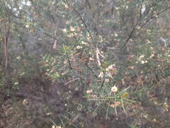 Acacia rupicola
