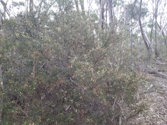 Acacia rupicola