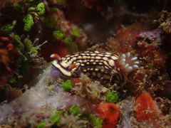 Hypselodoris whitei