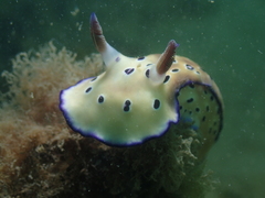 Hypselodoris tryoni