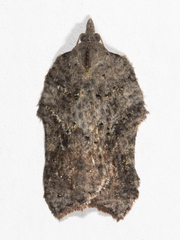 Acleris effractana