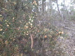Acacia rupicola
