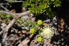 Microcybe pauciflora