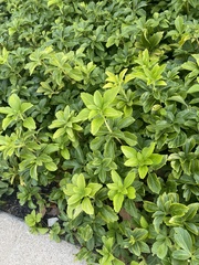 Pachysandra
