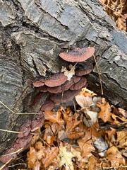 Fuscoporia gilva