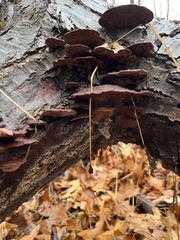 Fuscoporia gilva