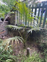 Howea forsteriana