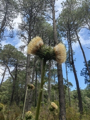 Cirsium subcoriaceum