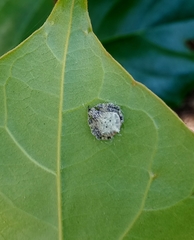 Eriovixia