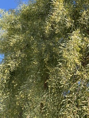 Acacia salicina