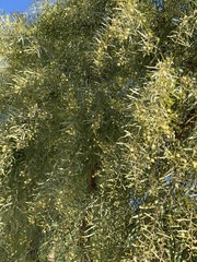 Acacia salicina