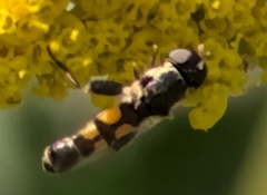Syritta pipiens