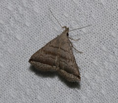 Lysimelia neleusalis