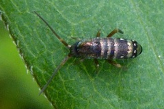 Tomocerus