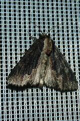 Dypterygia scabriuscula