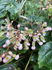 Begonia plebeja