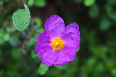 Cistus