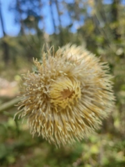 Cirsium subcoriaceum