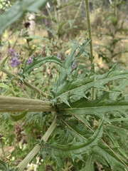 Cirsium subcoriaceum